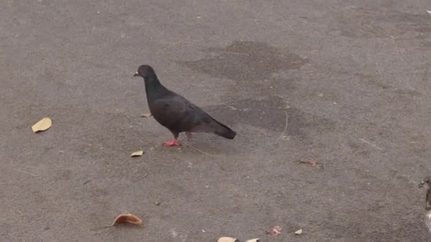 通りハト公園でパンくずを食べる — ストック動画