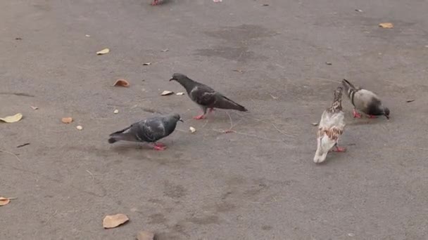 通りハト公園でパンくずを食べる — ストック動画