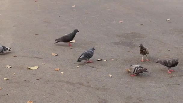 通りハト公園でパンくずを食べる — ストック動画