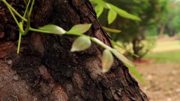 Муравьи Залезают Дерево Солнечным Светом Закрыть Животную Жизнь Дикая Природа — стоковое видео