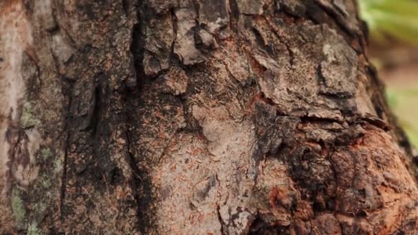 Ants Climbing Tree Sunlight Close Animal Life Wild Life Nature — Stock Video