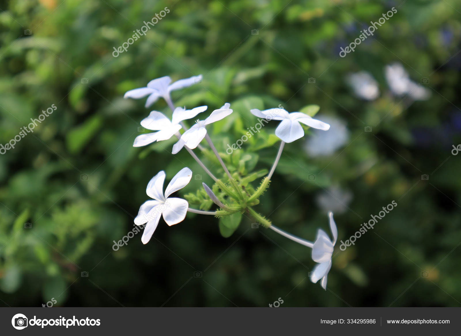 Cape Plumbago Plumbago Auriculata Plant Known Also Blue Jasmine Flowers Stock Photo C Seemalotion 334295986