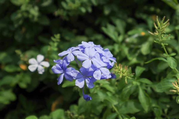 Güzel Mavi Pelerinli Leadwort Resim Seçici Odak Noktasıdır Bilimsel Adı — Stok fotoğraf
