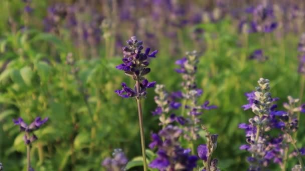 Lavanda Florescente Campo Close Verão Nos Raios Sol Pôr Sol — Vídeo de Stock