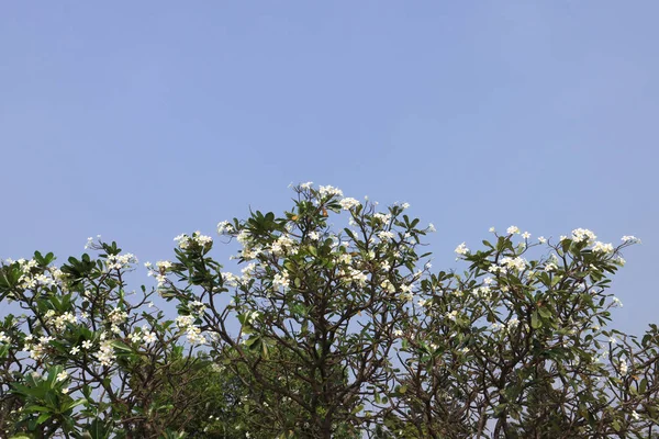 Plumeria Árvore Florescente Com Céu Azul Nuvem Branca Frangipani Plumeria — Fotografia de Stock