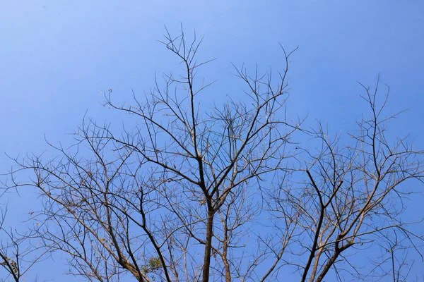 Bela Árvore Fundo Céu Azul — Fotografia de Stock