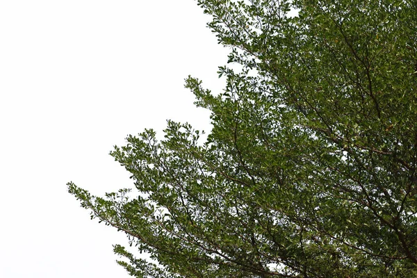 Krásný Strom Bílém Pozadí Izolovaná Fotografie — Stock fotografie