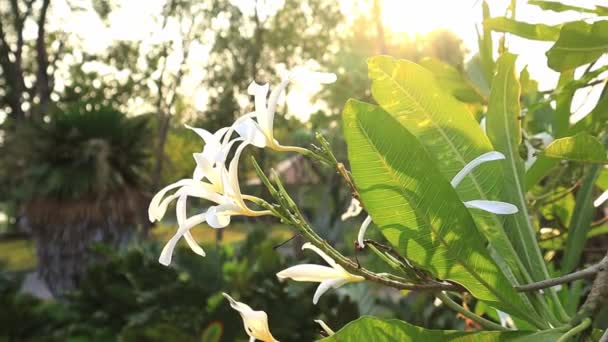 White Plumeria flower or frangipani flower are Blooming on the tree. Plumeria flower. White plumeria flower smells fresh and fragrant — Stok video