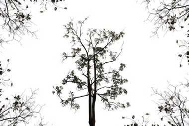 Branch of dry tree on white background