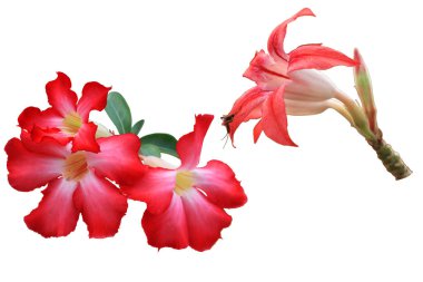 Beyaz arkaplanda izole edilmiş pembe çiçek.