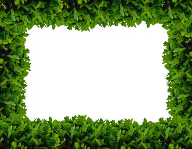 Yeşil yapraklar çerçeve beyaz arkaplanda izole