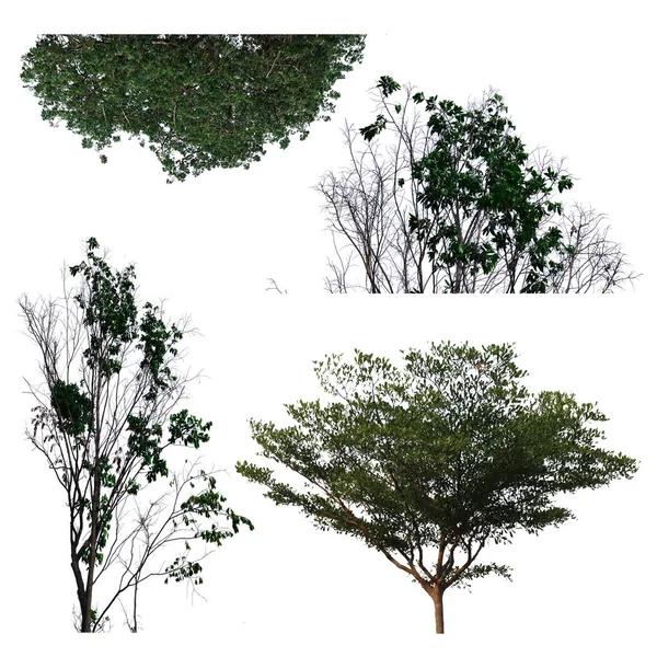 Alberi Isolati Sfondo Bianco Collezione Alberi — Foto Stock