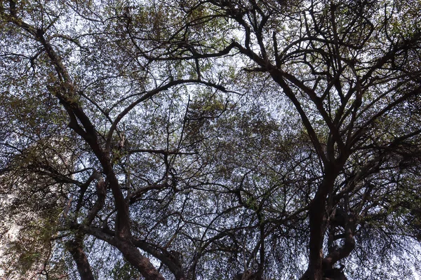 Μεγάλο Δέντρο Και Κλαδιά Δέντρου Πάνω Από Κεφάλι Σιλουέτα Του — Φωτογραφία Αρχείου