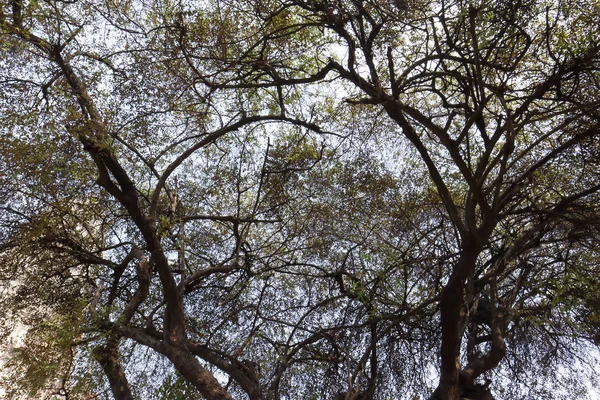 Árbol Grande Ramas Árbol Sobre Cabeza Silueta Del Árbol Encuentra — Foto de Stock