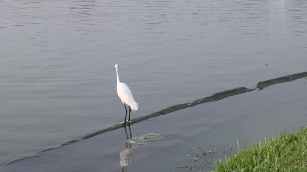 Madárrepülés Fehér Heron Ardea Cinerea Repüljetek Égen Vízimadár Erdei Tóban — Stock videók