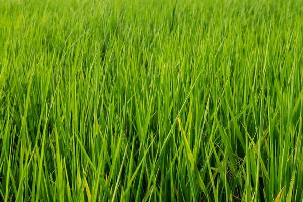 Frisches Frühlingshaftes Grünes Gras Schönheit Natürlichen Hintergrund Tapete Grüne Farbe — Stockfoto