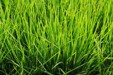 Taze bahar yeşili çimenler. Güzelliğin doğal bir geçmişi var. duvar kağıdı yeşil rengi.