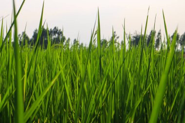 Taze bahar yeşili çimenler. Güzelliğin doğal bir geçmişi var. duvar kağıdı yeşil rengi.