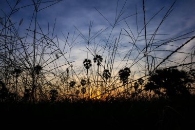 Gün batımında hindistan cevizi palmiyesi silueti. Doğa fotoğrafçılığı. Doğanın duvar kağıdı. 