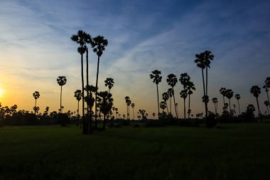 Gün batımında hindistan cevizi palmiyesi silueti. Doğa fotoğrafçılığı. Doğanın duvar kağıdı. 