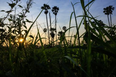 Gün batımında hindistan cevizi palmiyesi silueti. Doğa fotoğrafçılığı. Doğanın duvar kağıdı. 
