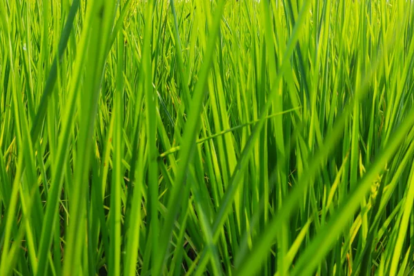 Свіжа Весняна Зелена Трава Краса Природний Фон Шпалери Зеленого Кольору — стокове фото
