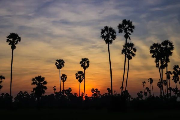 日落时的椰子树轮廓 自然户外摄影 自然壁纸 — 图库照片