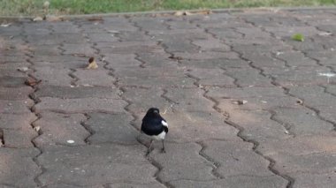 Yerdeki küçük siyah kuşu kapat. Doğa parkında yavaş çekim.