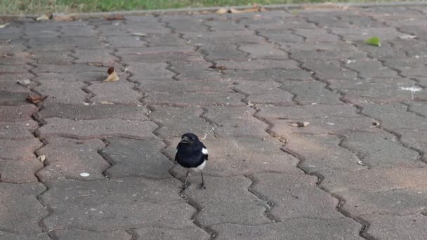 Zavřít Malého Černého Ptáčka Podlaze Zpomalený Záznam Přírodním Parku — Stock video