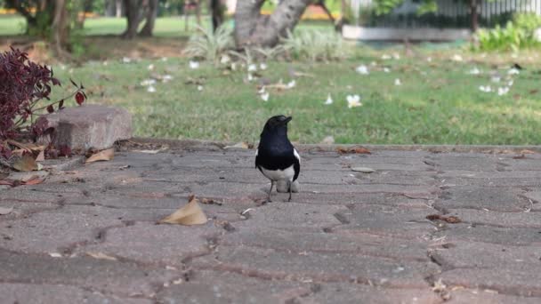 Primer Plano Pequeño Pájaro Negro Suelo Imágenes Cámara Lenta Parque — Vídeos de Stock