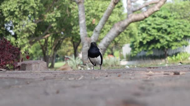 床に黒い小さな鳥を閉じます 自然公園でのスローモーション映像 — ストック動画