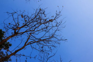 Mavi gökyüzü arka planında güzel ağaç.