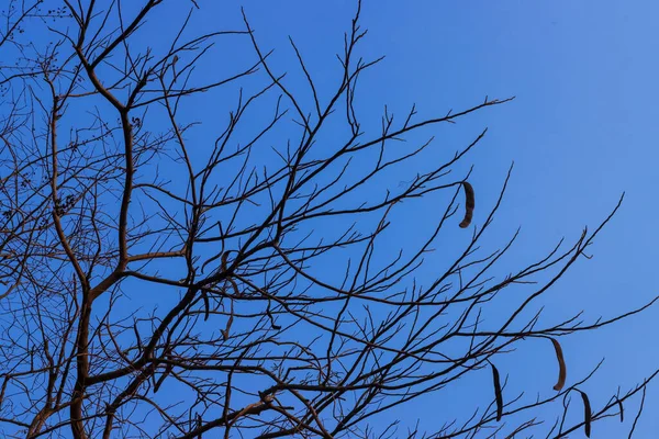 Pohon Indah Latar Belakang Langit Biru — Stok Foto