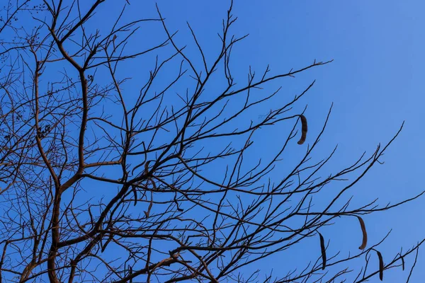 青空の上の美しい木背景 — ストック写真