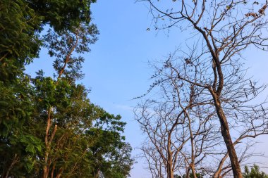 Mavi gökyüzü arka planında güzel ağaç.