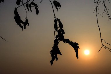 Mavi gökyüzü arka planında güzel ağaç.