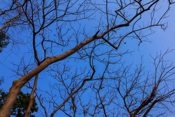 Bela Árvore Fundo Céu Azul — Fotografia de Stock