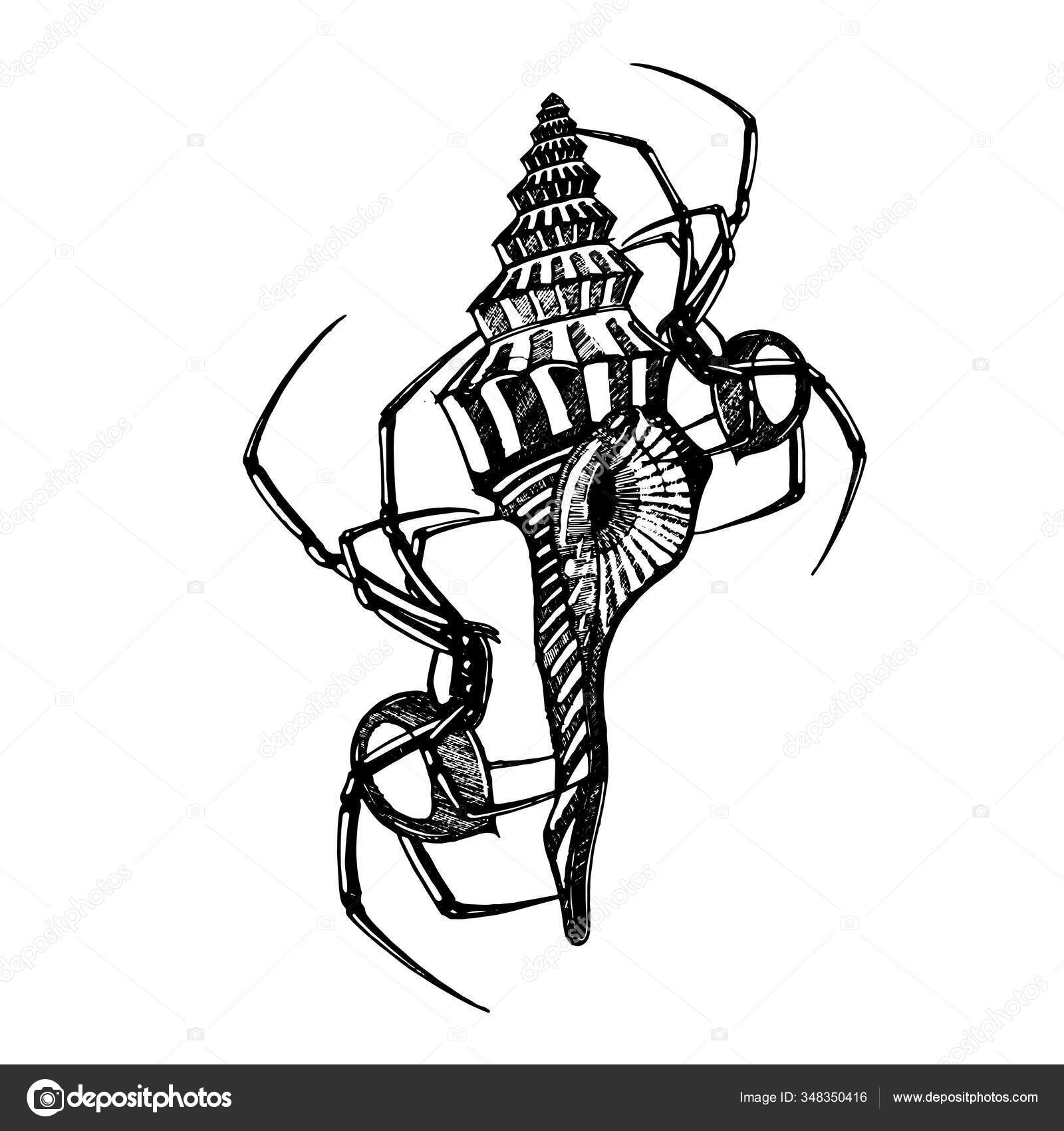 Spider Sea Shell Illustration Handdraw Vector Illustrator Line Art Tattoo Stock Vector Image by ©seemalotion #348350416 Spider Sea Shell Illustration Handdraw Vector Illustrator Line Art Tattoo Stock Vector Image by ©seemalotion #348350416