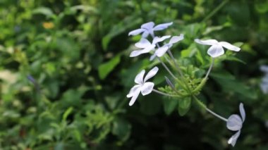 Pelerin plumbago (Plumbago auriculata) bitkisi, mavi yasemin olarak da bilinir..