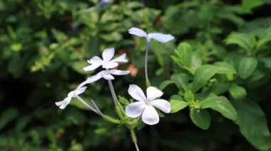 Pelerin plumbago (Plumbago auriculata) bitkisi, mavi yasemin olarak da bilinir..
