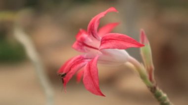 Bahçedeki pembe çiçeği kapat. Doğa fotoğrafçılığı. seçili alan odağı.