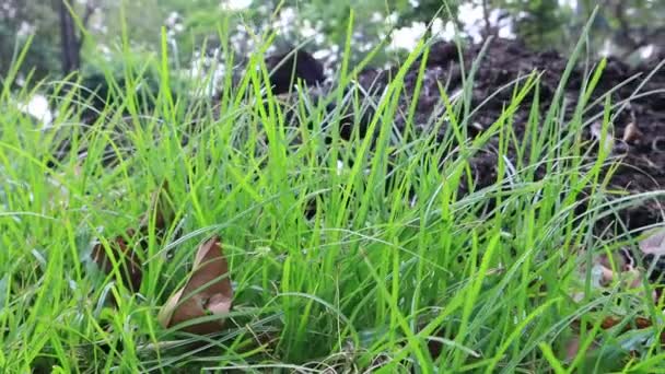 Естественная Луговая Трава Медленно Колебалась Воздействием Ветра Красивое Зеленое Газонное — стоковое видео