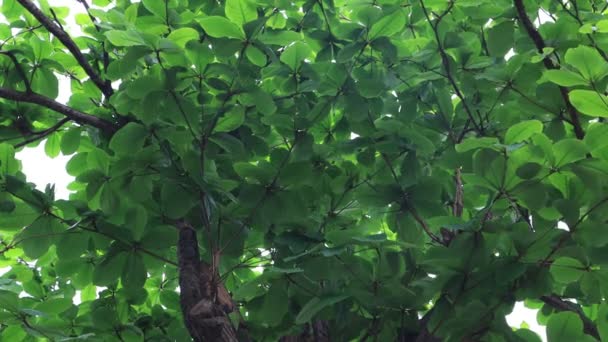 Grüne Blätter Auf Einem Baum Und Strahlende Sonne — Stockvideo