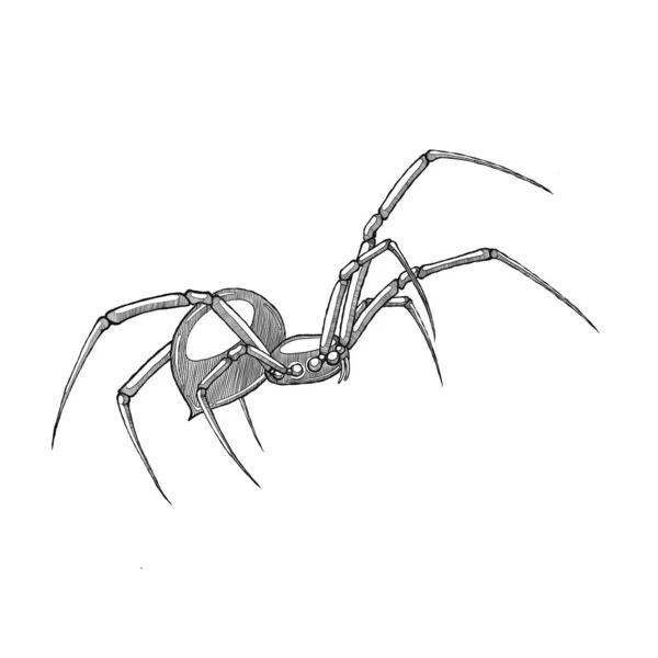 Fekete Pók Vektor Kézi Rajz Vonalművészet Illusztráció Fehér Háttérrel Elszigetelve — Stock Vector