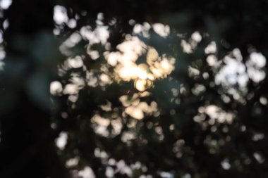 Gün batımı manzara silueti ağaç doğası arka planı