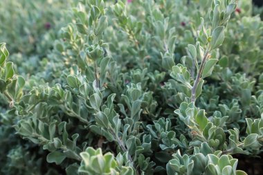 Löcophyllum frutescens veya mor-pembe çiçekler serpiştirilmiş Neon çiçekleri.