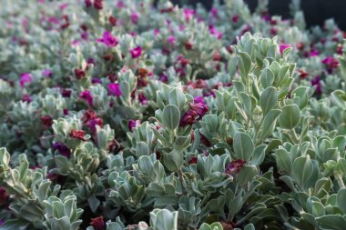 Löcophyllum frutescens veya mor-pembe çiçekler serpiştirilmiş Neon çiçekleri.