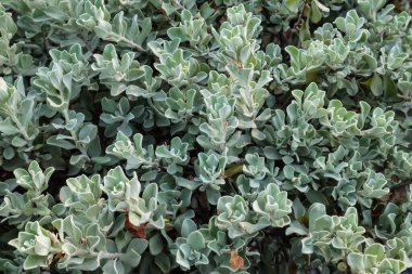 Löcophyllum frutescens veya mor-pembe çiçekler serpiştirilmiş Neon çiçekleri.