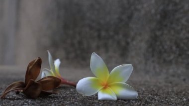 Güzel tatlı Plumeria çiçekleri, çiçek açmak, arka plan dokusu konsepti. Klasik ve doğal arka plan. Çiçeği kapat. Yere düştü..