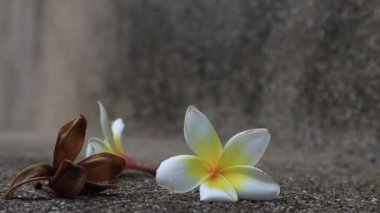 Güzel tatlı Plumeria çiçekleri, çiçek açmak, arka plan dokusu konsepti. Klasik ve doğal arka plan. Çiçeği kapat. Yere düştü..
